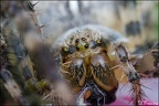 IMG7D F4294 800