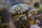 IMG7D F4302 800