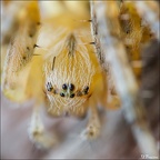 IMG7D J1953 960