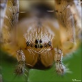 IMG7D J1970 960
