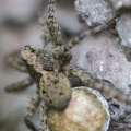 IMG7D T5391 2048