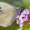 IMG7D T9980 2048