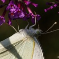 IMG7D U0196 2048